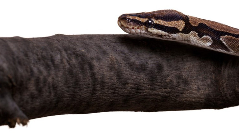 Τρόμος στη Λαμία για οικογένεια που βρήκε φίδι μέσα στο κλουβί καναρινιού