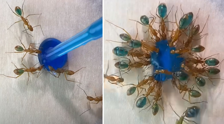 Mυρμήγκια αλλάζουν χρώμα όταν πίνουν χρωματιστό ζαχαρόνερο