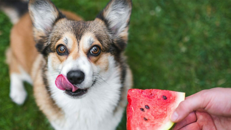 Καλοκαίρι: Ποιες τροφές είναι κατάλληλες για τον σκύλο σας