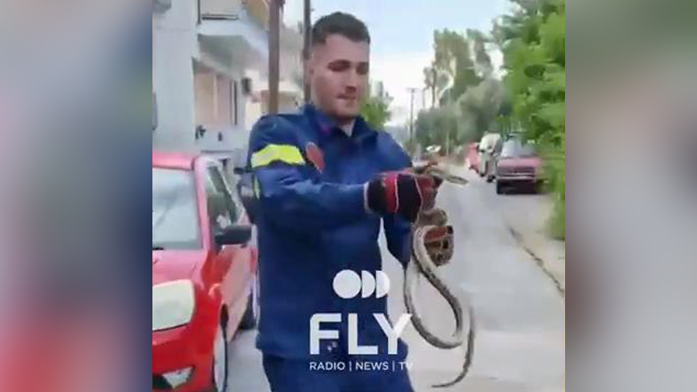 Σπάρτη: Φίδι έκανε βόλτες μέσα στην αυλή σπιτιού