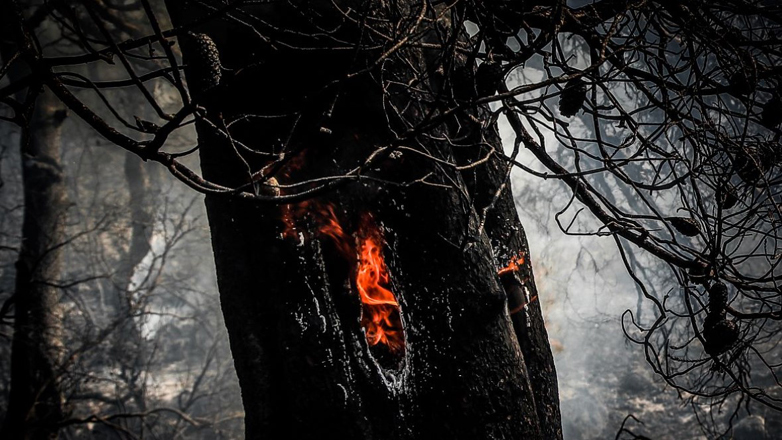 Η Δαδιά αναγεννάται από τις στάχτες της