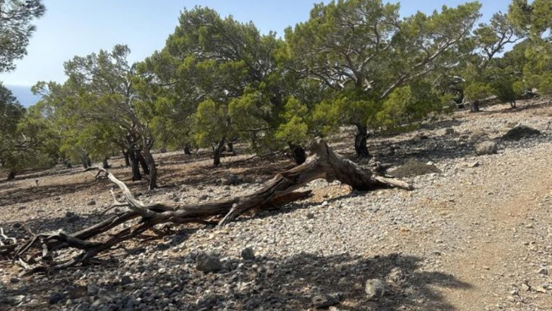 Κρήτη: Εντοπίστηκε νεκρός με κομμένες φλέβες στο δάσος του Κουδουμά