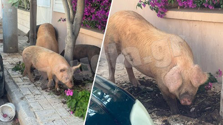 «Απόδραση» γουρουνιών στην Άνω Γλυφάδα «Απόδραση» γουρουνιών στην Άνω Γλυφάδα