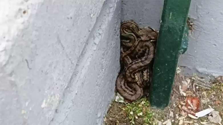 Σοκ στην Εύβοια: Οχιά δάγκωσε 40χρονο σε χωράφι – Νοσηλεύεται στην εντατική