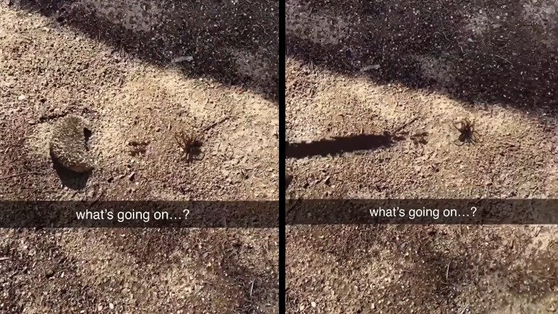 Aράχνη κυνηγά ένα μυρμήγκι