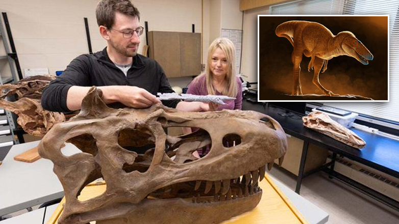 Μογγολία: Τα λείψανα ενός άγνωστου είδους δεινοσαύρου, συγγενή του T-Rex, βρέθηκαν ξεχασμένα σε ινστιτούτο