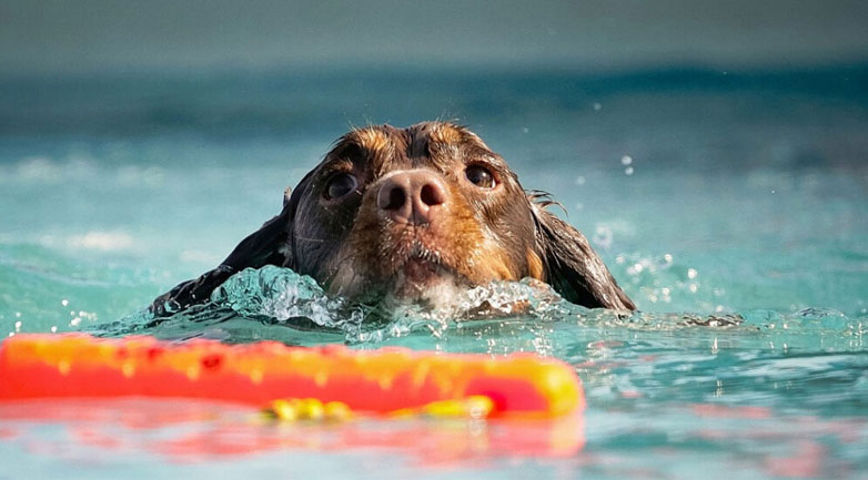 Πώς θα μάθετε τον σκύλο σας να κολυμπάει στη θάλασσα;