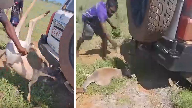 Αυστραλία: Κακοποίησαν βάναυσα καγκουρό (Προσοχή: Σκληρές εικόνες)