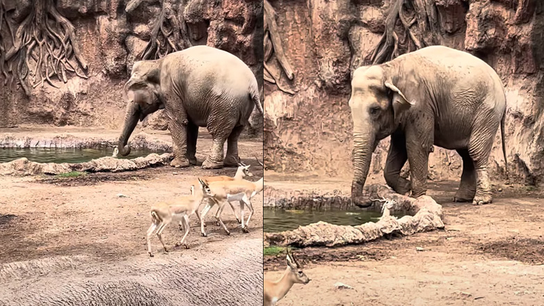 Ελέφαντας σώζει γαζέλα από πνιγμό