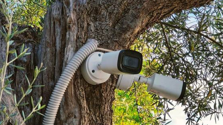 Κάμερες, ραδιοφωνάκια και …διανυκτέρευση επιβάλουν οι κλοπές φρούτων