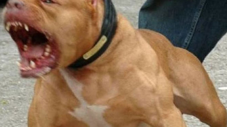 Πιτ-μπουλ δάγκωσε στην κοιλιά 3χρονο αγόρι