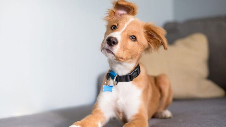 Έρευνα: Οι σκύλοι καταλαβαίνουν όταν συζητάμε για αυτούς