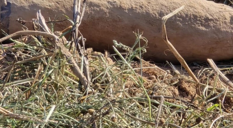 Ηλεία: Αντί για πατάτες βρήκαν… βόμβα του Β΄ Παγκοσμίου πολέμου!