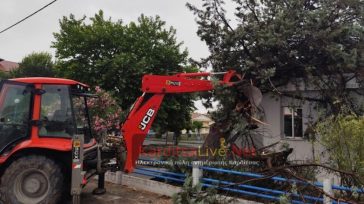 Πτώσεις δέντρων στον Παλαμά Καρδίτσας