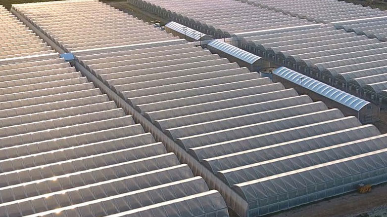 ΙΟΒΕ: Οι ευκαιρίες και οι προκλήσεις για τη θερμοκηπιακή γεωργία