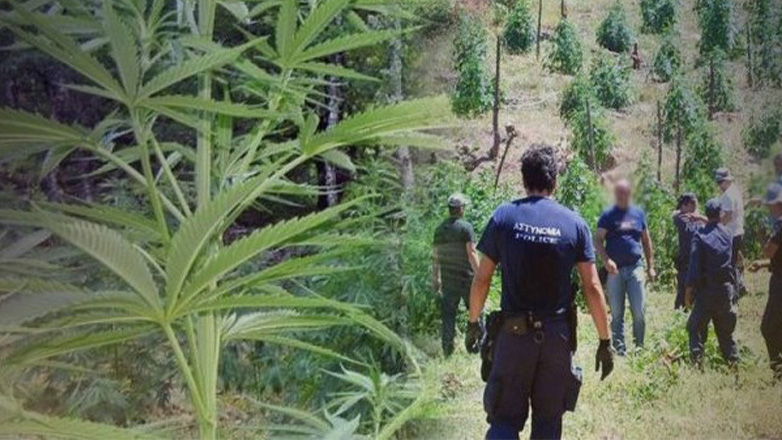 Ρέθυμνο: Εντοπίστηκε φυτεία δενδρυλλίων κάνναβης