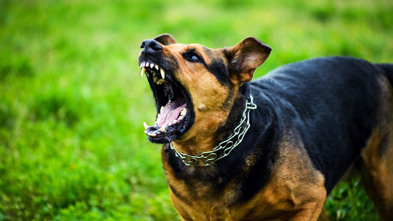 Σκύλος επιτέθηκε και τραυμάτισε 5χρονο κορίτσι στη Νικόπολη Θεσσαλονίκης