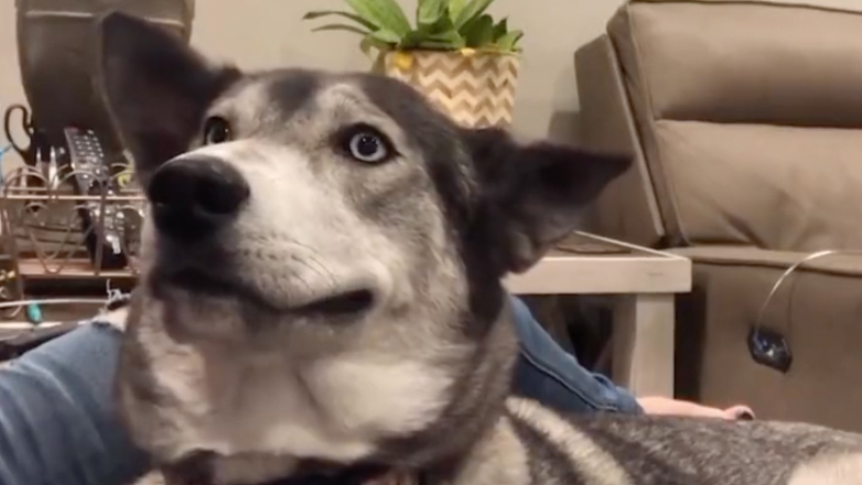 Ο σκύλος ξέρει πώς να παίρνει αυτό που θέλει από τον ιδιοκτήτη του