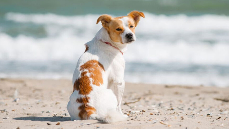 Σκύλος: Γιατί τρώει λιγότερο το καλοκαίρι;