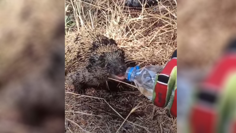 Πυροσβέστης έσωσε σκαντζόχοιρο από πυρκαγιά