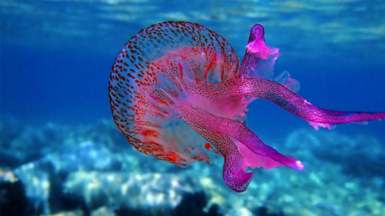 Σε έξαρση οι μωβ μέδουσες στις ελληνικές παραλίες – Τι κάνουμε αν μας τσιμπήσουν