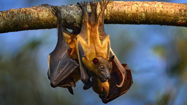 Νέοι ιοί που μπορούν να προσβάλουν ανθρώπους ανακαλύφθηκαν σε νυχτερίδες στην Κίνα