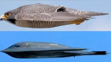 Το αρπακτικό που ενέπνευσε τον σχεδιασμό του Β-2 Stealth spirit