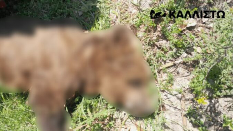 Αρκούδος εντοπίστηκε νεκρός στην Καστοριά – Ερευνάται το ενδεχόμενο δηλητηρίασης