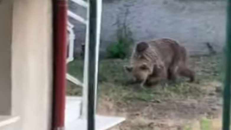 Αρκούδα σε αυλή σπιτιού στον Φούφα Εορδαίας