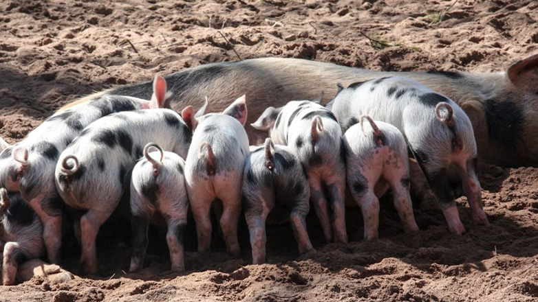 Συναγερμός λόγω κρούσματος πανώλης των χοίρων στις Σέρρες