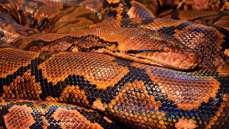 Μετέφερε παράνομα 16 φίδια σε… βαλίτσα