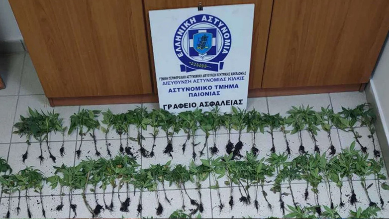 Θεσσαλονίκη: Εντοπίστηκε δεύτερη χασισοφυτεία μέσα σε ένα 24ωρο