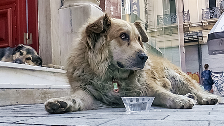 «Ζώα και συναισθήματα»: Το νέο αφιέρωμα του ERTFLIX