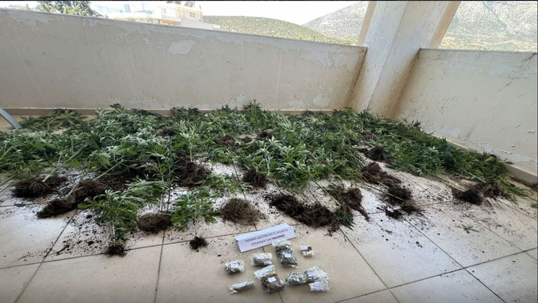 Συνελήφθη 67χρονη στο Κορωπί η οποία καλλιεργούσε δενδρύλλια κάνναβης στο μπαλκόνι της Συνελήφθη 67χρονη στο Κορωπί η οποία καλλιεργούσε δενδρύλλια κάνναβης στο μπαλκόνι της