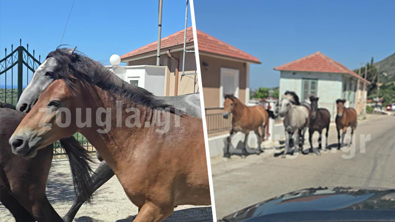 Τα άλογα του Αίνου κατέβηκαν στα Χιονάτα Κεφαλονιάς