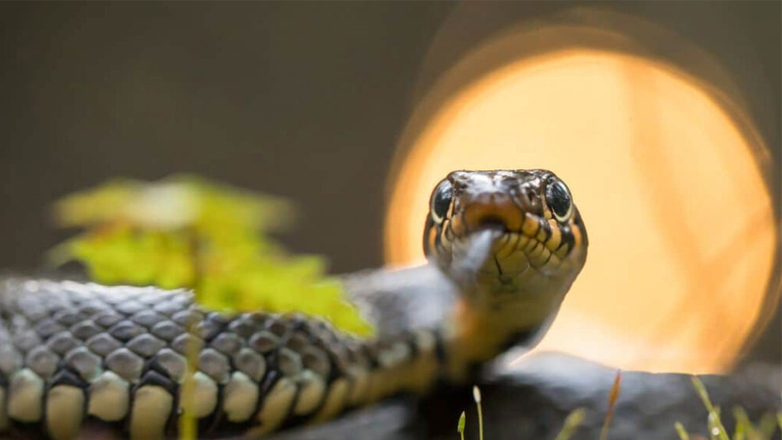 Φίδι στην αυλή; Τι να κάνετε για να αποφύγετε τους ανεπιθύμητους επισκέπτες το καλοκαίρι