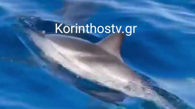 Βίντεο με δελφίνια  στον Κορινθιακό