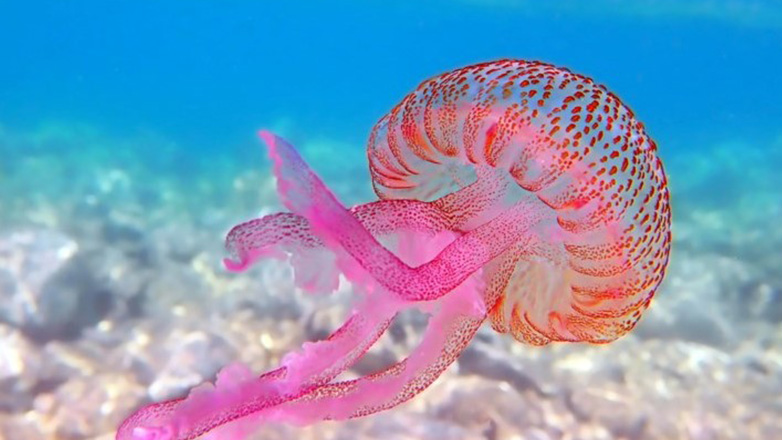 Εύβοια: Επέλαση από μωβ μέδουσες