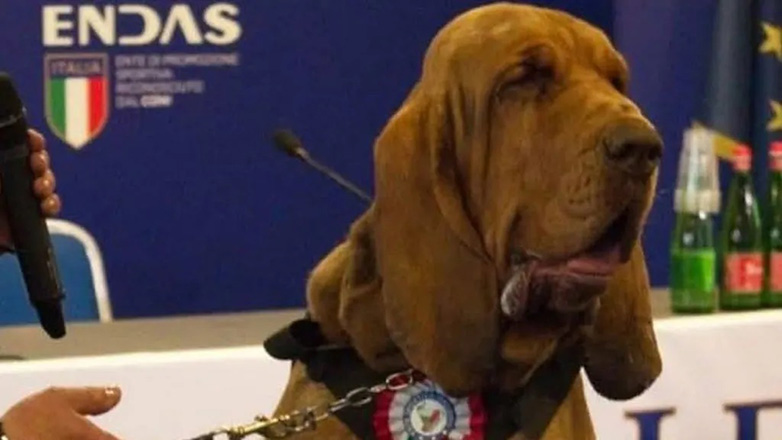 Ιταλία: Τάισαν τον σκύλο – διασώστη Μπρούνο λουκάνικα με καρφιά