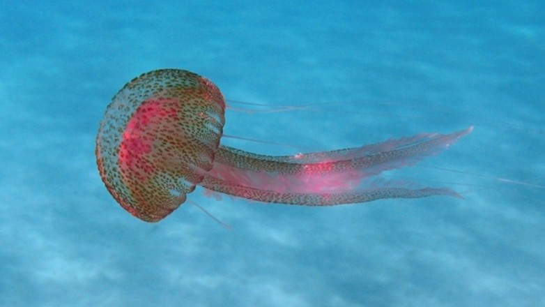 Ανησυχία από την έξαρση των μωβ μεδουσών