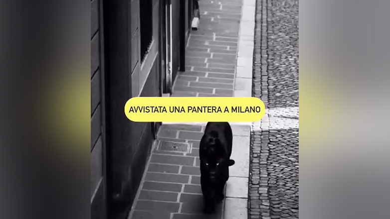 Ένας πάνθηρας κάνει βόλτα στα στενά του Μιλάνο