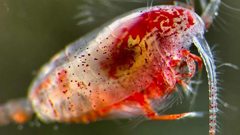 Τα μικροσκοπικά πλάσματα που καταβροχθίζουν, παχαίνουν και βοηθούν στην καταπολέμηση της υπερθέρμανσης του πλανήτη