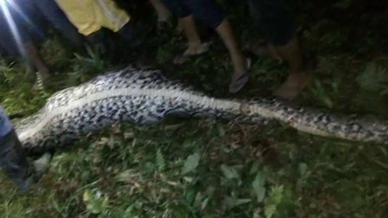 Ινδονησία: Πύθωνας κατάπιε έναν 25χρονο χωρικό
