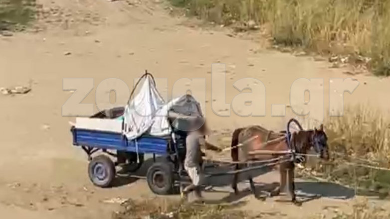 Βίντεο σοκ από κακοποίηση αλόγων στην Κομοτηνή