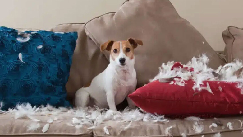 Τι να κάνετε όταν βγάζει δόντια το κουτάβι σας – Πώς να το μάθετε να μην δαγκώνει τα έπιπλα του σπιτιού;