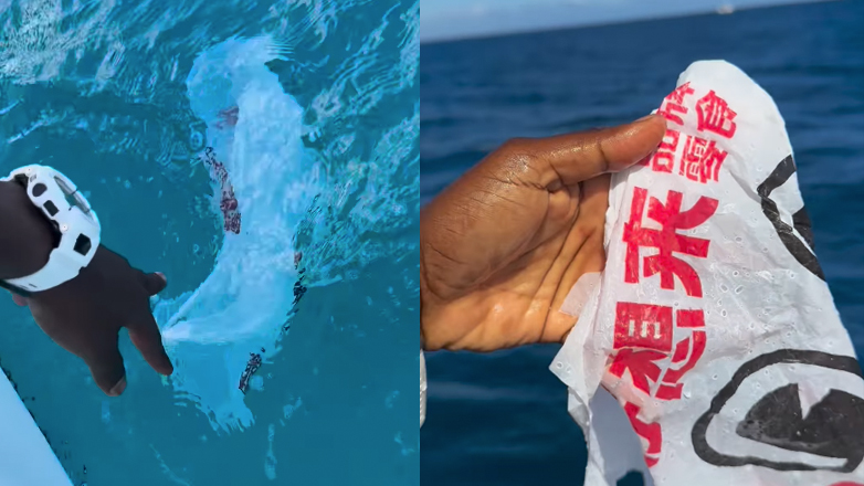 Δελφίνι ευχαριστεί άνδρα που μάζεψε μια πλαστική σακούλα από τον ωκεανό