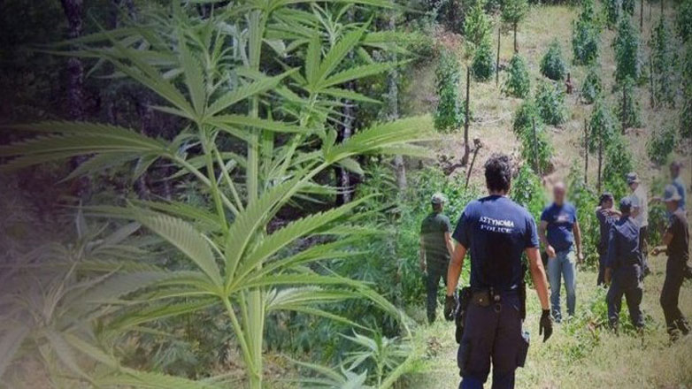 Μεγάλη φυτεία με χασίς εντόπισαν οι αρχές