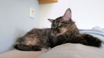 Πώς να κερδίσεις την εμπιστοσύνη μιας γάτας