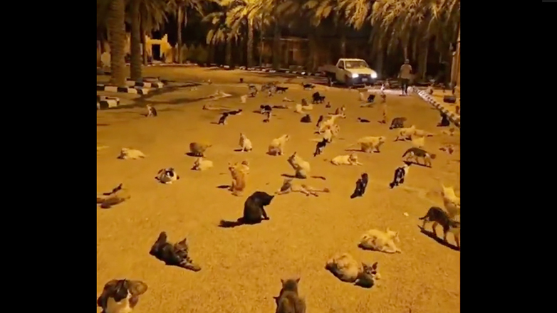 Αδέσποτες γάτες στη Σαουδική Αραβία