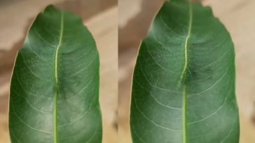 Το καμουφλάζ μιας κάμπιας